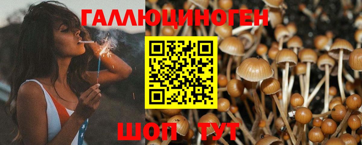 Галлюциногенные грибы Psilocybe  хочу   Знаменск  Вход с VPN 